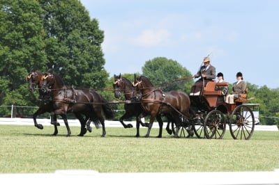 Equine Services